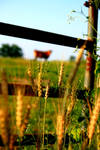 Grass in the green field by Ania-Riz