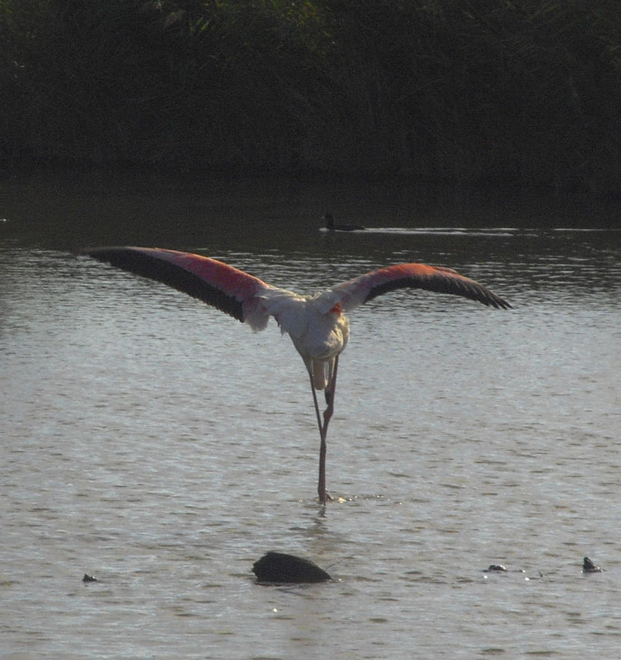 Pink flamingo in balance