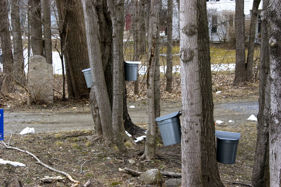 Maple sap time in Vermont
