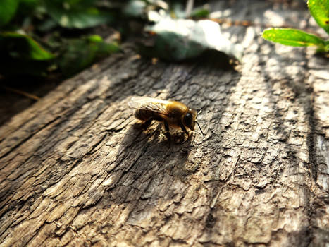 Resting Bee