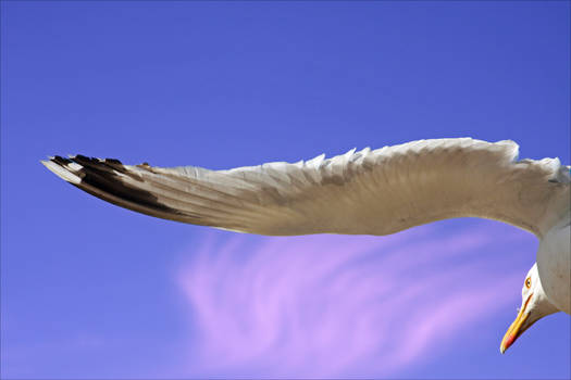 Wing of a Gull