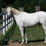 Grey horse