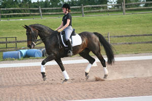 Dressage