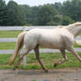 Beautiful Trot