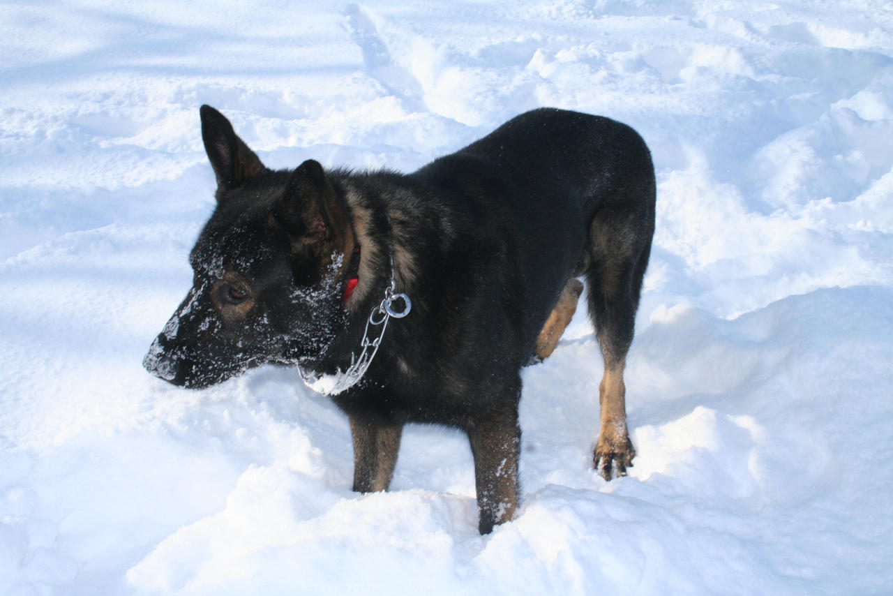 Doggie in the snow