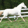 Patrick trot
