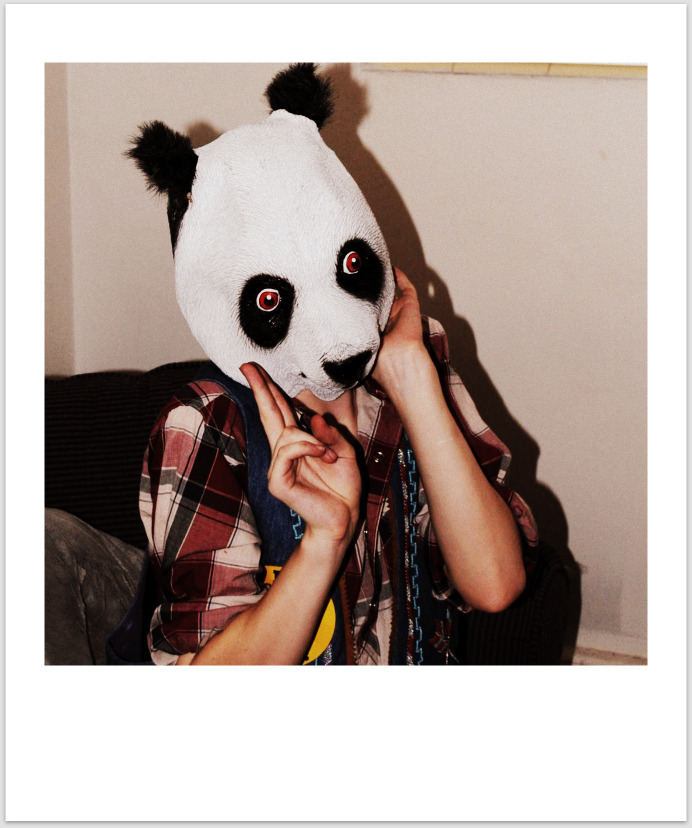 panda bear