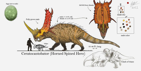 Ceratocantobator remodel