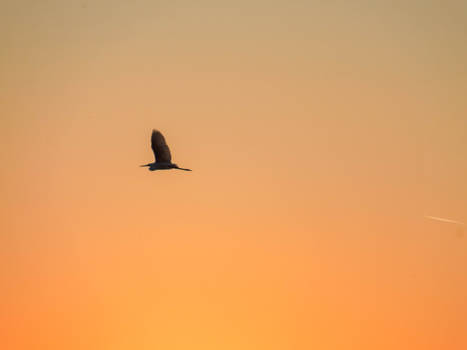 white heron