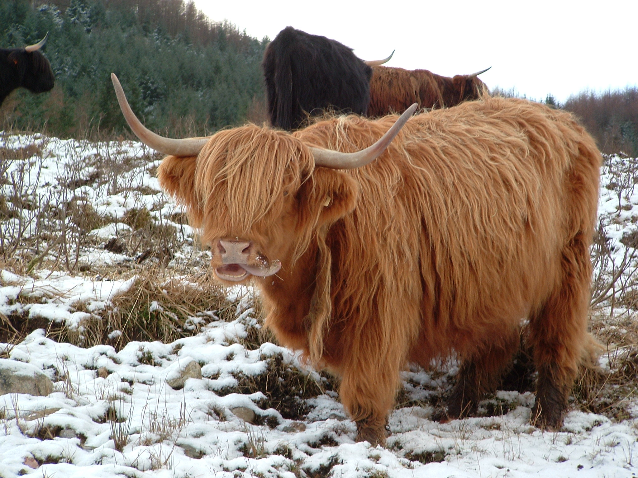 Highland Coo