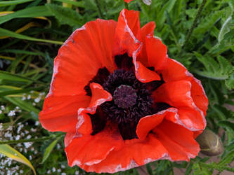 Red Poppy