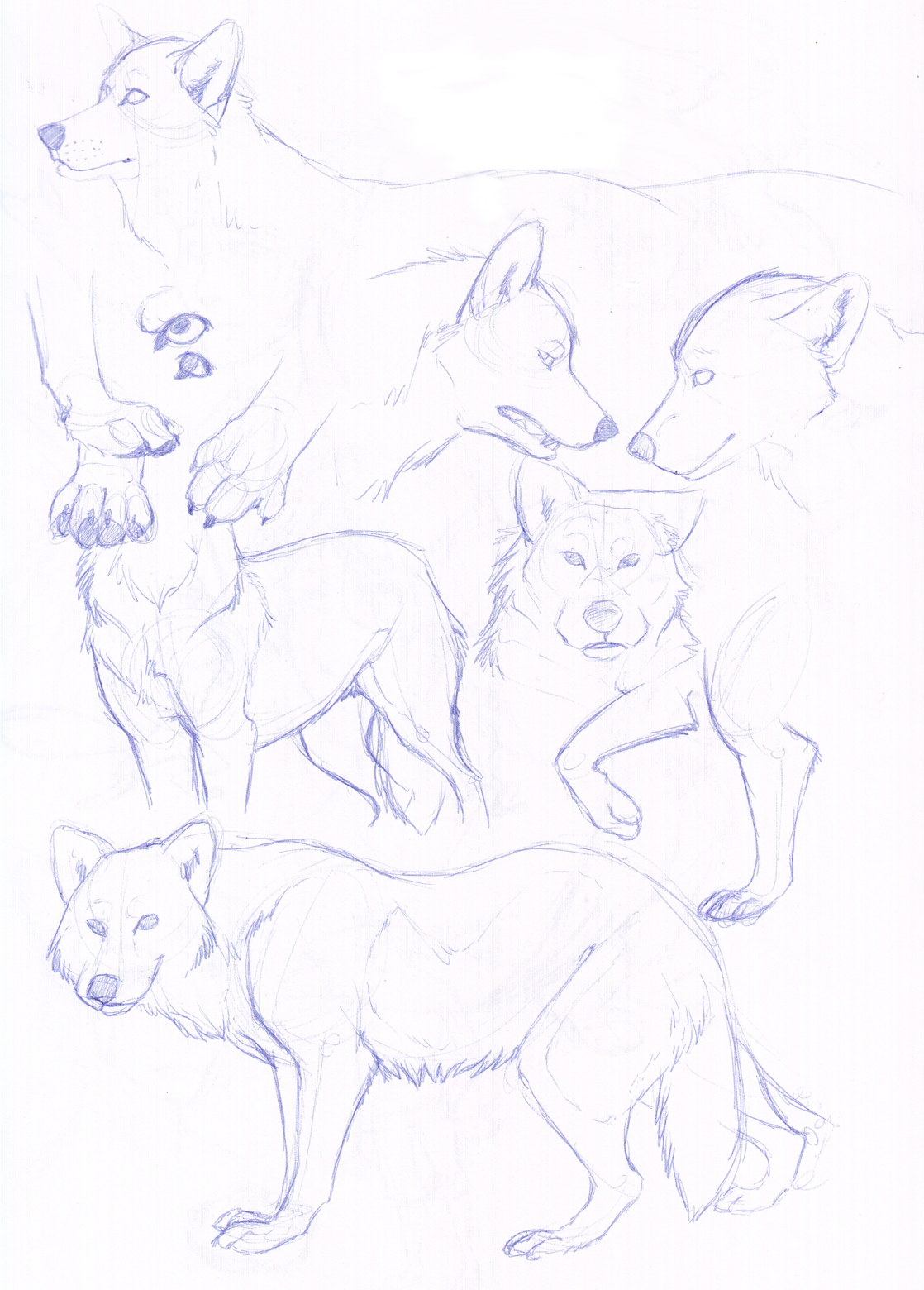 Wolf Study-Sketchblog 11.09.10