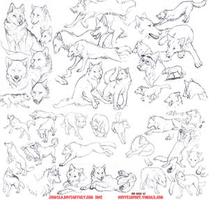 Wolf Study Sketches