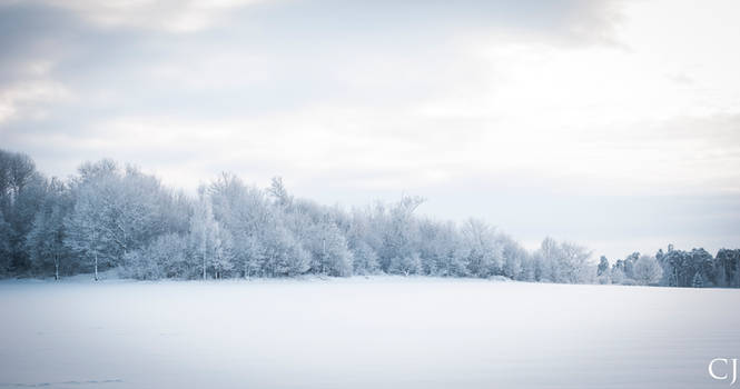 Winter landscape