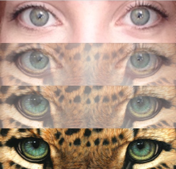 cheetah eyes