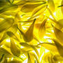 paper thin yellow petals