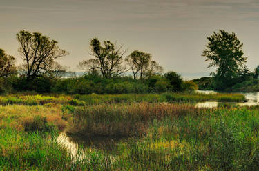 The Marsh