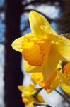 flowers on a sunny day by kerrybush42