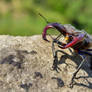 Lucanus cervus