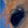 Horse's eye