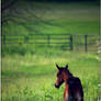 curious foal