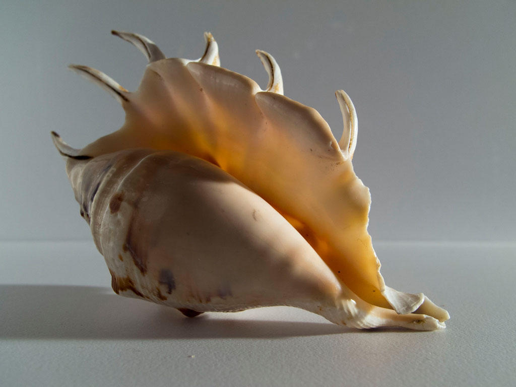 Shells SAM 0240 by Pawel777 on DeviantArt