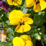Flowers MG 9445
