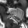 Leave MG 3958A4
