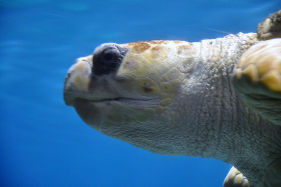 Bybee Turtle Turtle by beebiya on DeviantArt