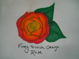 Aerinewild Rose