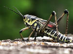 Grasshopper -- 7-31-09 - 2 by thoriseador