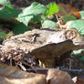 brown mushroom