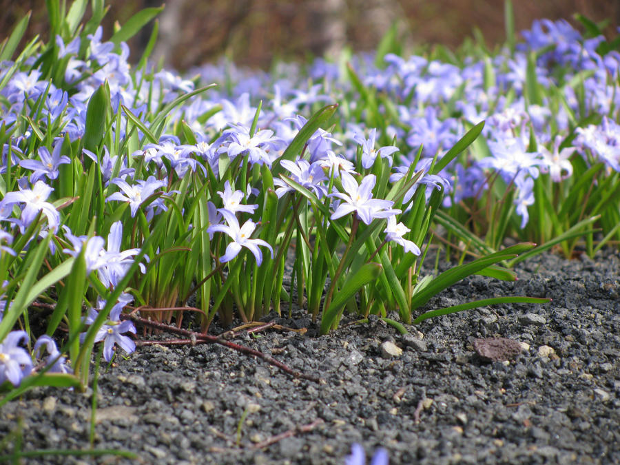 Spring Flowers