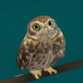 azuki the little owl