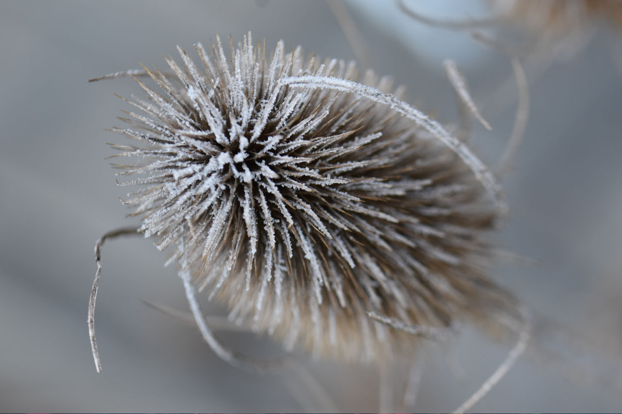 Distel by 0815pics on DeviantArt