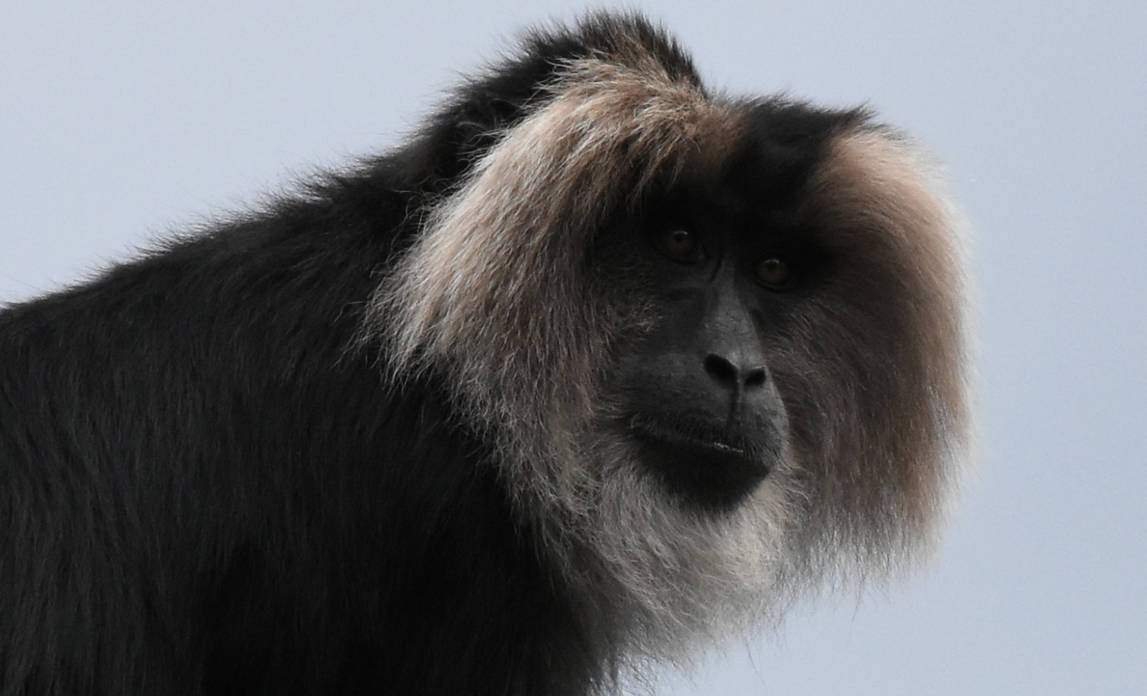 Monkey by 0815pics on DeviantArt