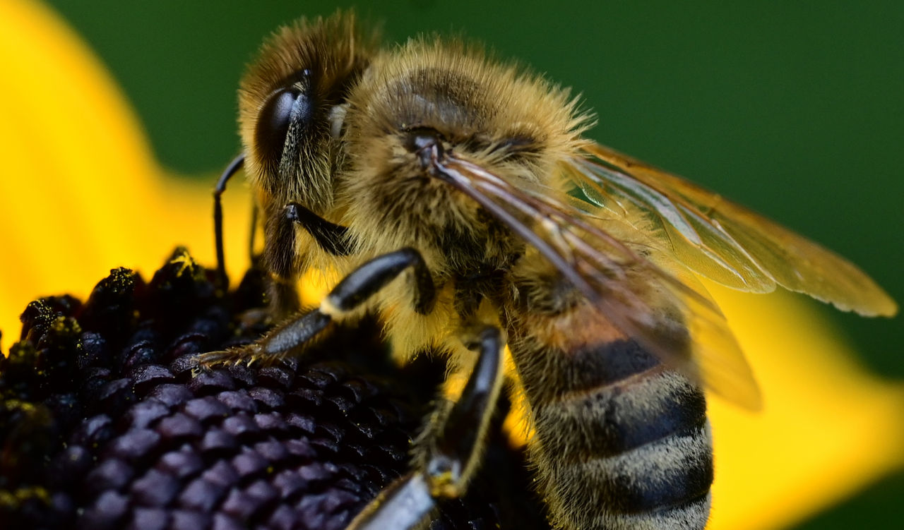 Wasp Files Wasp 3 by 0815pics on DeviantArt