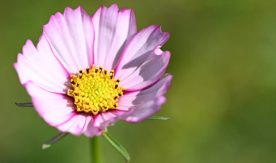 Pink Core by 0815pics on DeviantArt