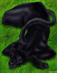 Lazing Panther