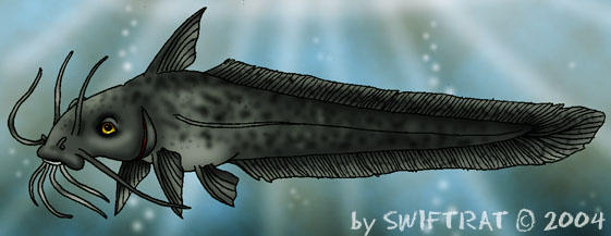Tandan Catfish
