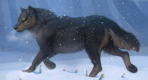 Fauna of Nysera - Wolf