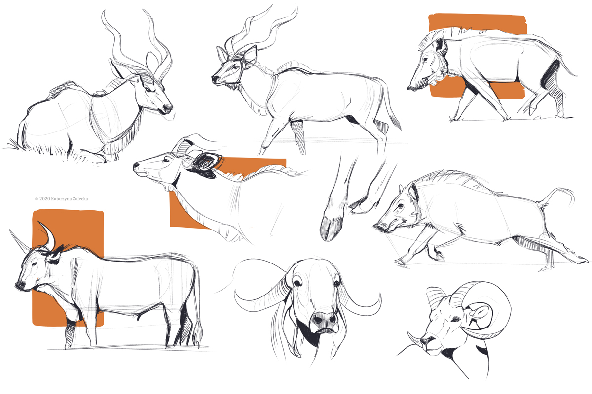 Animal studies by Sythgara on DeviantArt Animal studies by Sythgara on DeviantArt