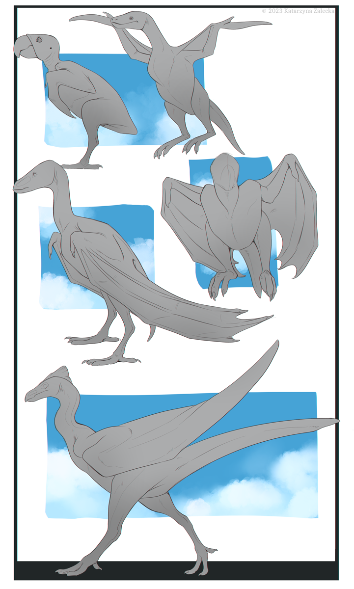 Bird Evolution Deviantart Bald birds inspired studies by Sythgara on DeviantArt