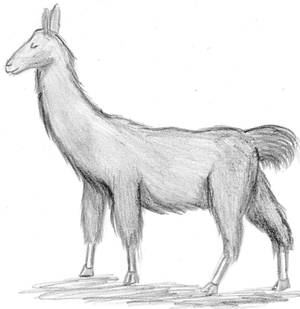 Llama