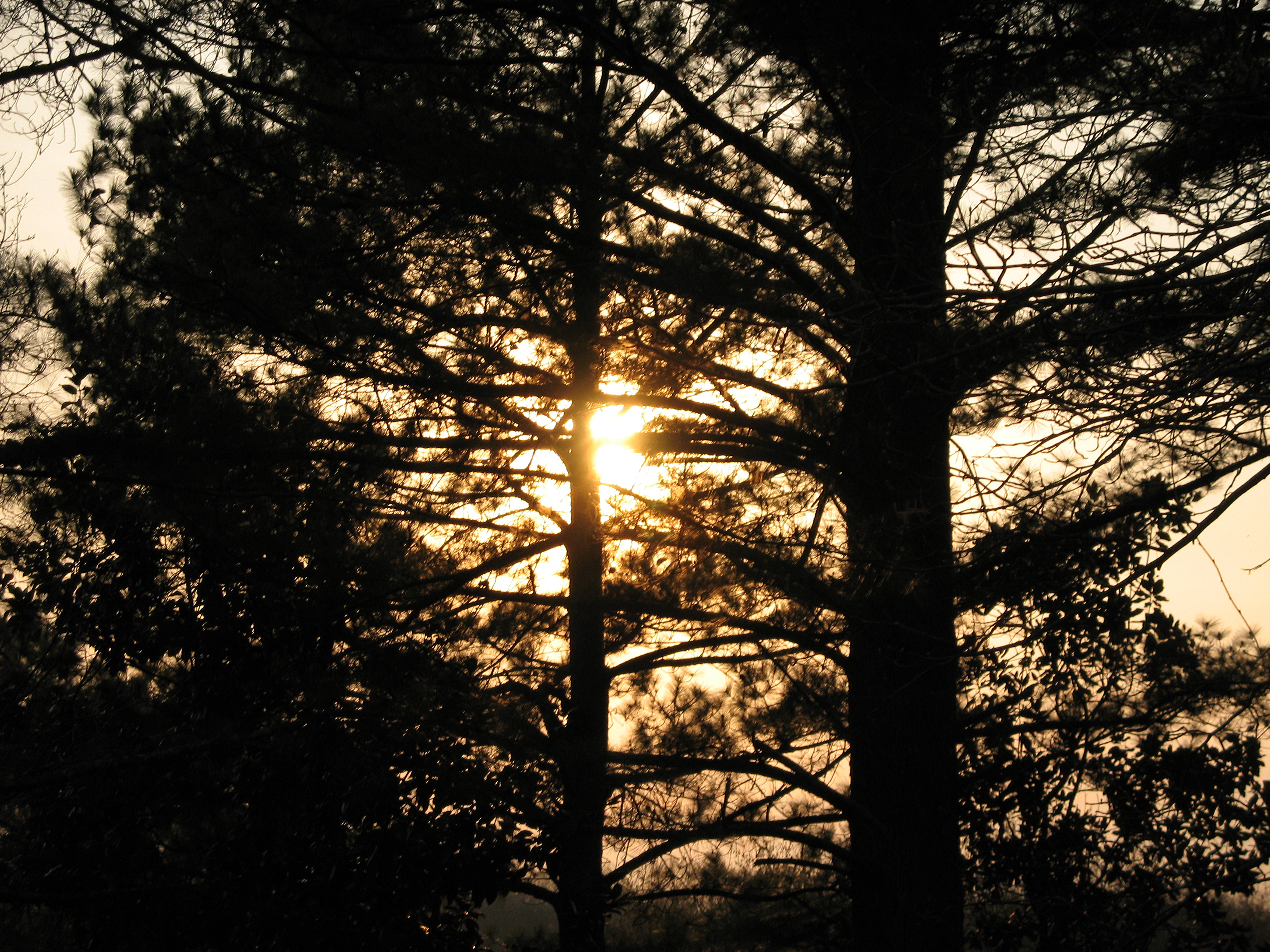 [Stock] Sunset Trees