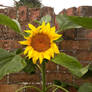 Old brick and the flower 