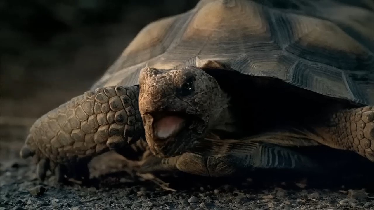 TURTLE SCREAMING FACE by futdiversoesrj on DeviantArt