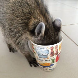 hey wait a minute raccoon chef hat