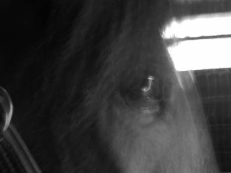 Eye of a Horse