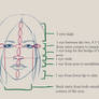 Facial Structure Notes